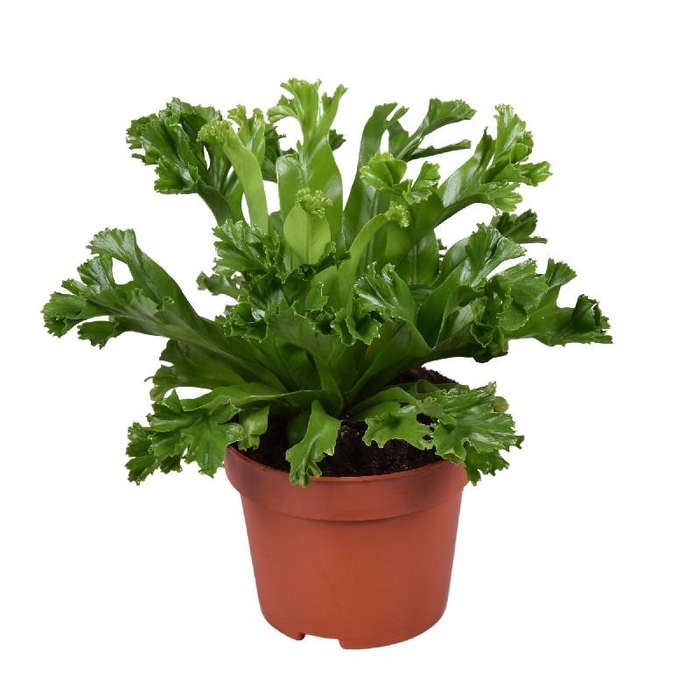 <h4>Asplenium antiquum Leslie</h4>