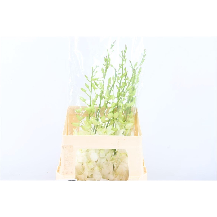 <h4>Mokara Narablue</h4>