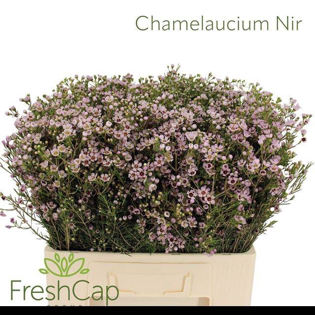 <h4>CHAME UN EARLY NIR</h4>