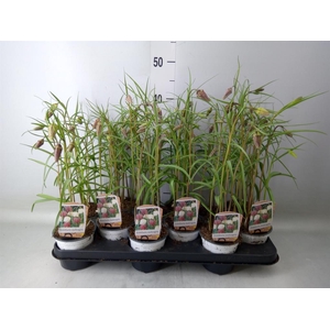 Fritillaria meleagris