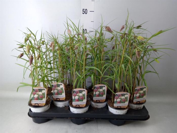 <h4>Fritillaria meleagris</h4>