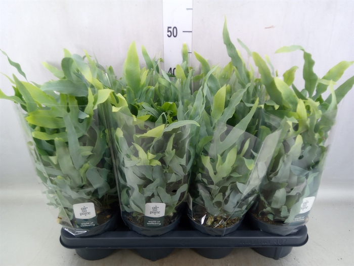 Phlebodium aureum 'Blue Star'