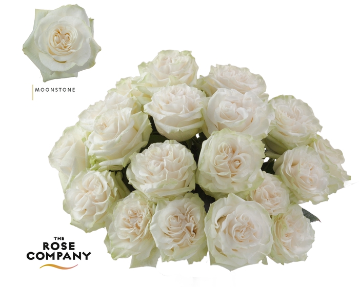 <h4>Rosa Ec Moonstone</h4>