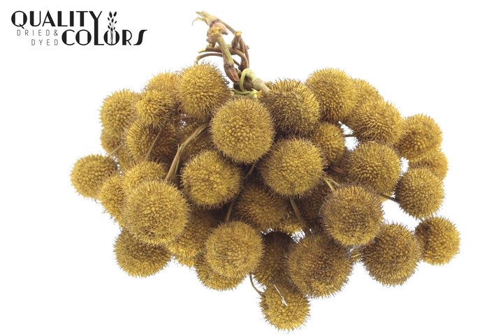 Small ball per bunch in poly Yellow