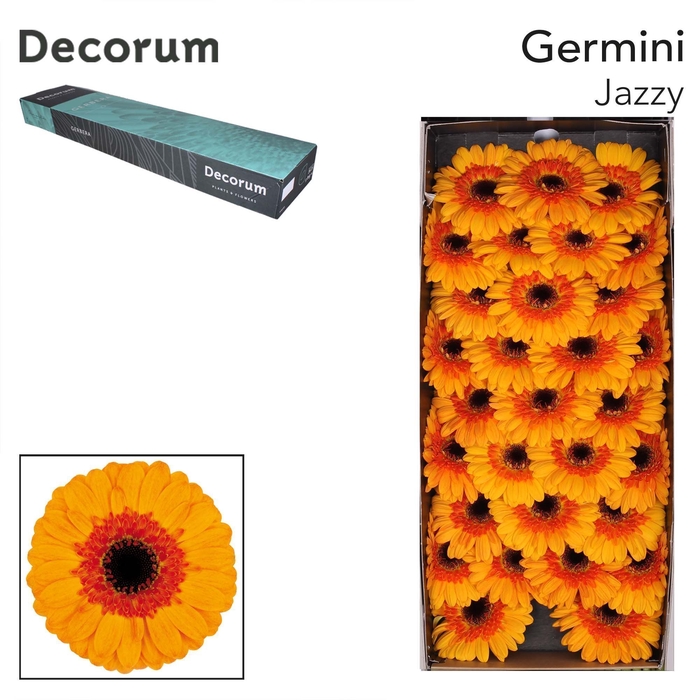 <h4>Germini Jazzy Doos</h4>