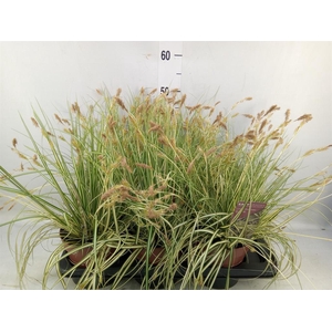 Carex hachijoensis 'Evergold'