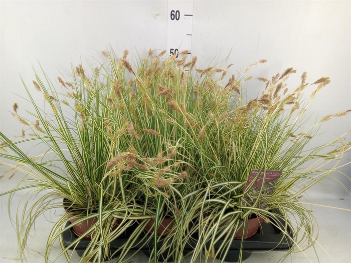 <h4>Carex hachijoensis 'Evergold'</h4>