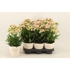 Kalanchoe gevuld Roze rose Sunny Pink Le Chic