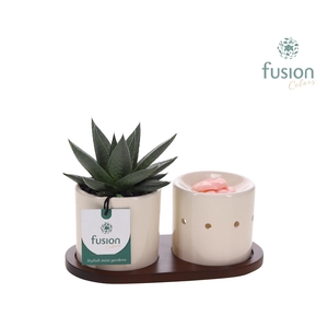 Fusion Scents keramiek Gift set plankje met Haworthia