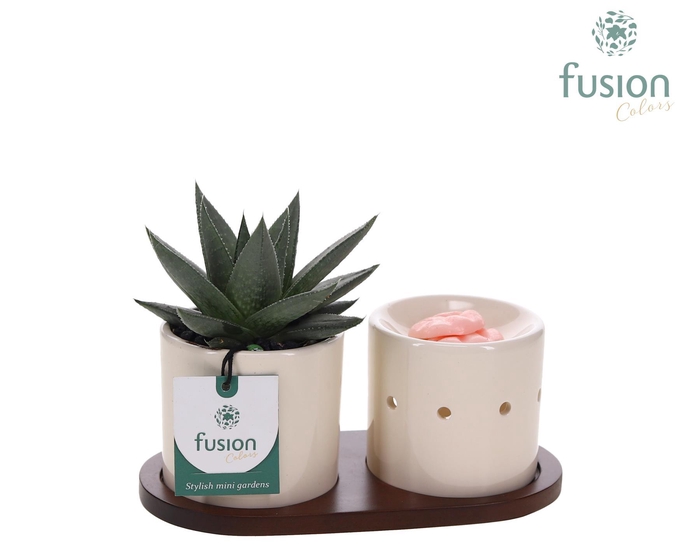 <h4>Fusion Scents keramiek Gift set plankje met Haworthia</h4>