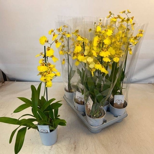 ONCIDIUM OV