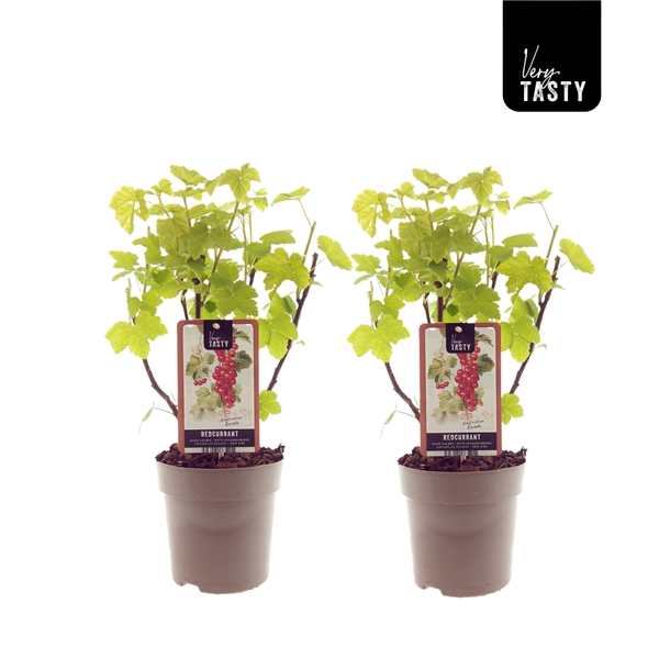 <h4>Ribes Rovada</h4>