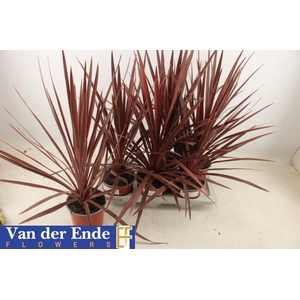 CORD AUS RED STAR