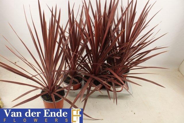 <h4>CORD AUS RED STAR</h4>