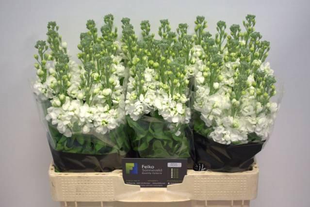 <h4>MATTH AIDA WHITE</h4>