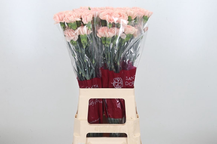 <h4>Di St Novia Peach</h4>