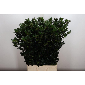 Ilex Bl M Blu Prince 80cm