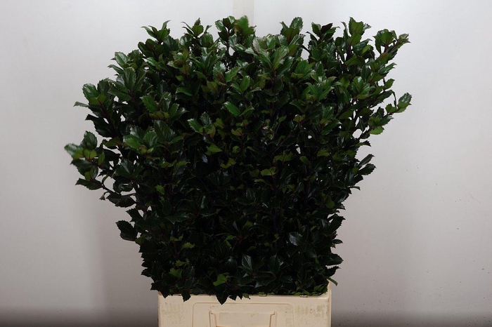 <h4>Ilex Bl M Blu Prince 80cm</h4>