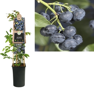 Vaccinium Cor Jersey