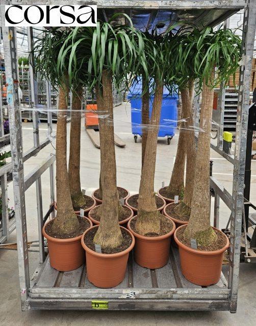 <h4>BEAUCARNEA RECUR</h4>