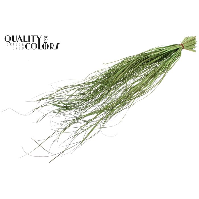 <h4>Beargrass dried per bunch Light Green</h4>