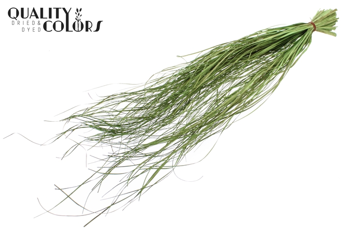 Beargrass dried per bunch Light Green