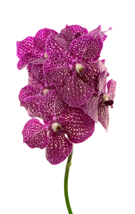 <h4>Vanda Purple Red 600</h4>