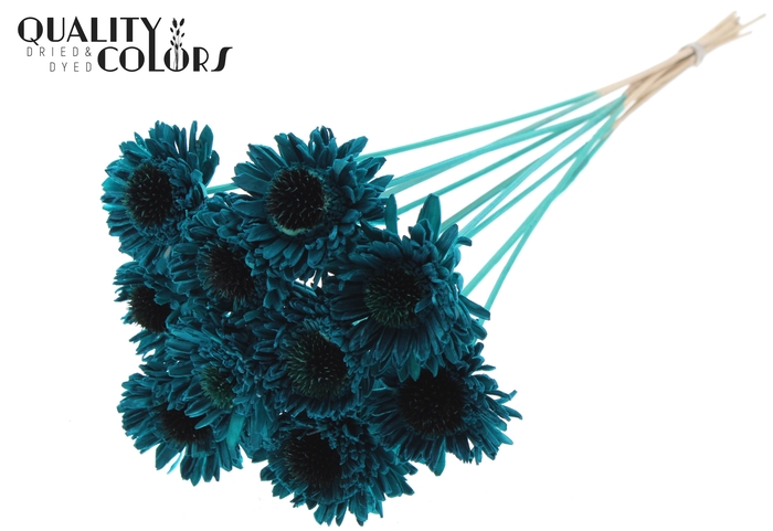 Shola Daisy Sunflower 6cm on stem Turquoise