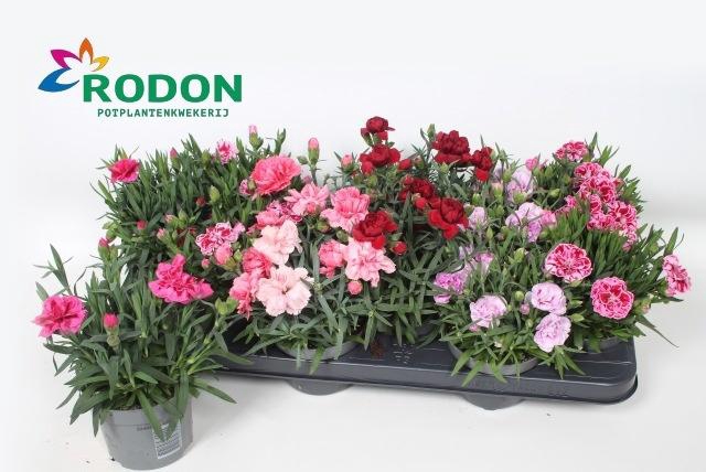 <h4>DIAN GEMENGD</h4>