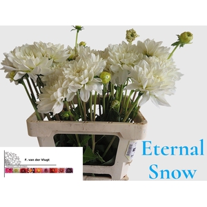 DAHL ETERNAL SNOW