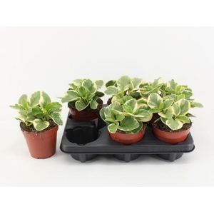 PEP OBT OBTIPAN BICO