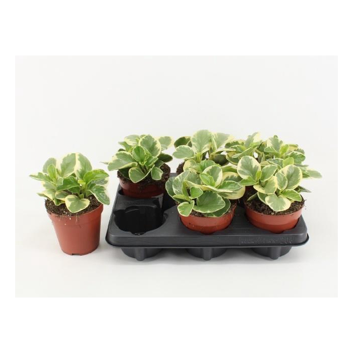 <h4>PEP OBT OBTIPAN BICO</h4>