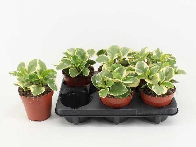 <h4>PEP OBT OBTIPAN BICO</h4>