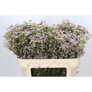 Chamelaucium Michal