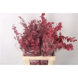 Stabi Stuartiana Red Per Bunch