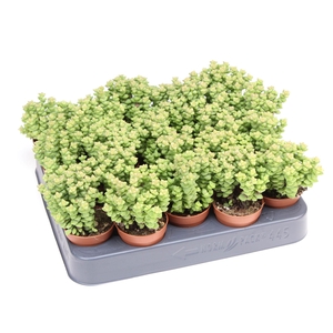 Crassula   ...