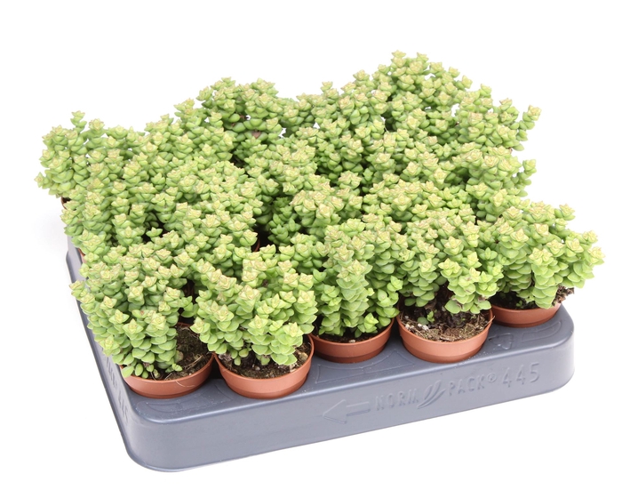 <h4>Crassula   ...</h4>