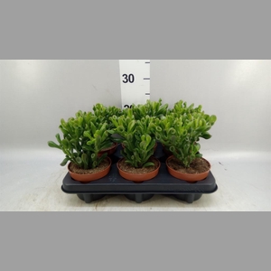 Crassula ovata 'Trompet'