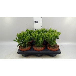 Crassula ovata 'Trompet'