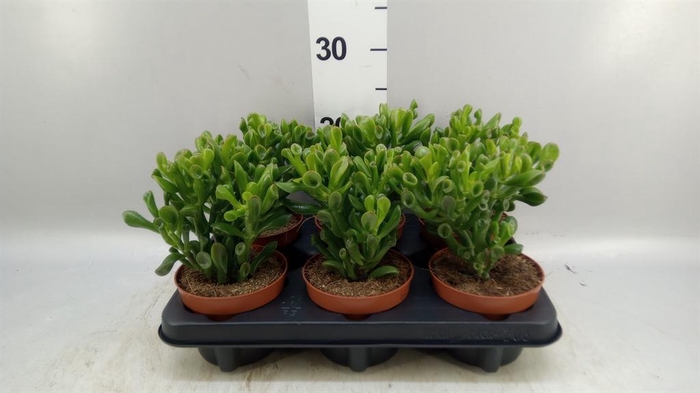 <h4>Crassula ovata 'Trompet'</h4>