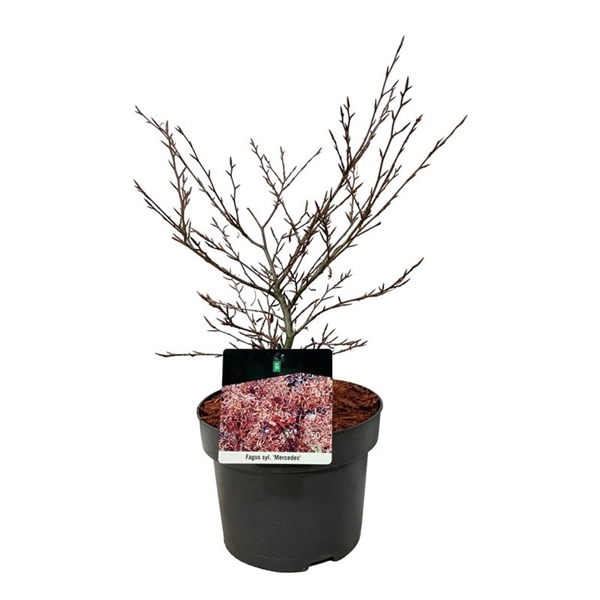 <h4>Fagus syl. 'Mercedes'</h4>