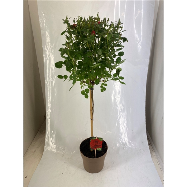 <h4>Stamroos P23 Rood</h4>