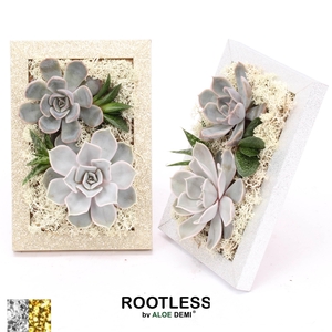 ROOTLESS Succulent, Photo frame Gold Silver