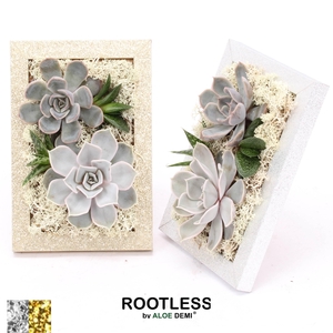 ROOTLESS Succulent, Photo frame Gold Silver