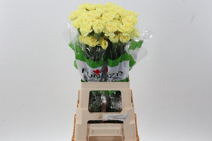 <h4>Di St Hermes Yellow</h4>