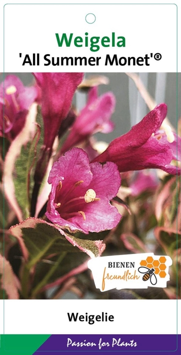 Weigela overig