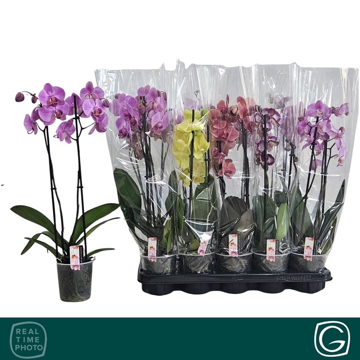 <h4>PHAL GEM 4 KL</h4>