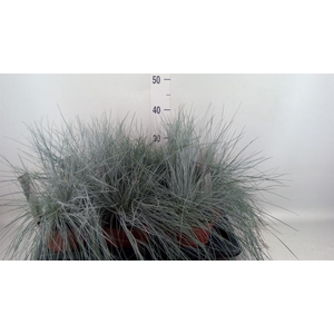 Festuca glauca 'Intens Blue'