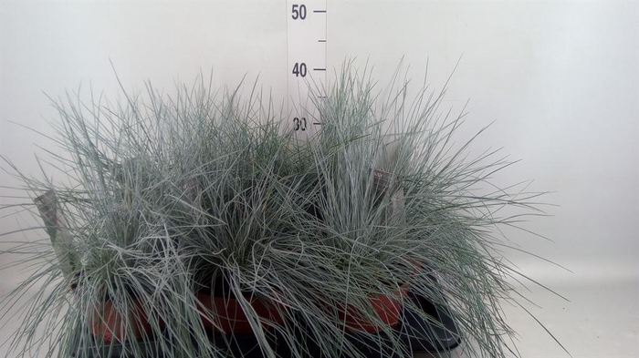 <h4>Festuca glauca 'Intens Blue'</h4>