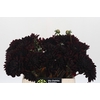 Dahlia Black Destiny